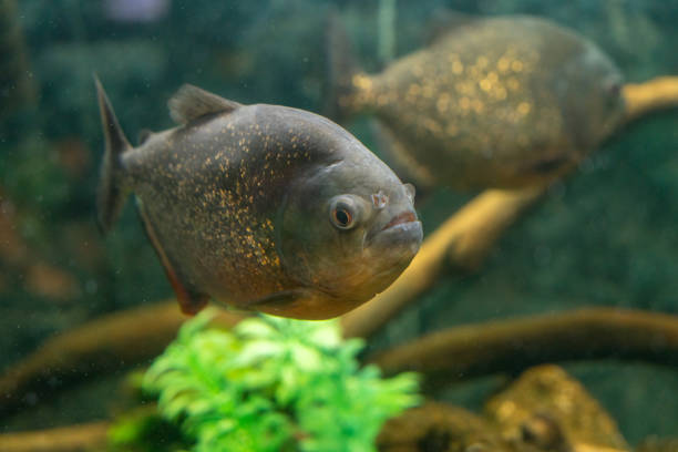 istock Piranha Fish Aquarium 1142889320