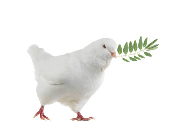istock White dove goes with a palm branch on a white 1142889656