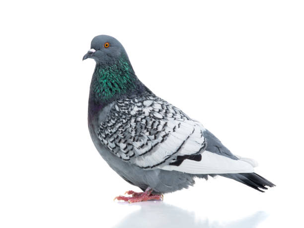 istock polish lynx dove isolated on white 1142889661