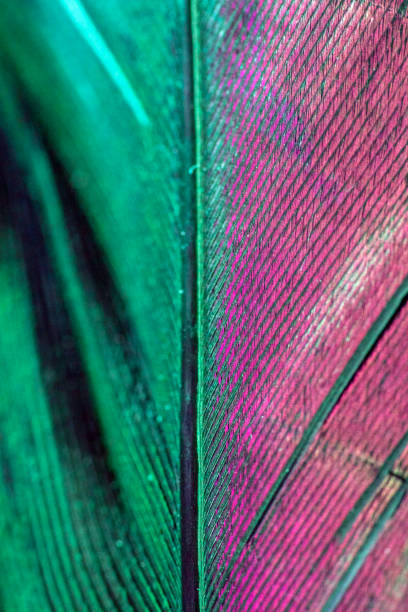 istock Macro Close Up Of Colourful Duck Feather on Black Background 1142889683