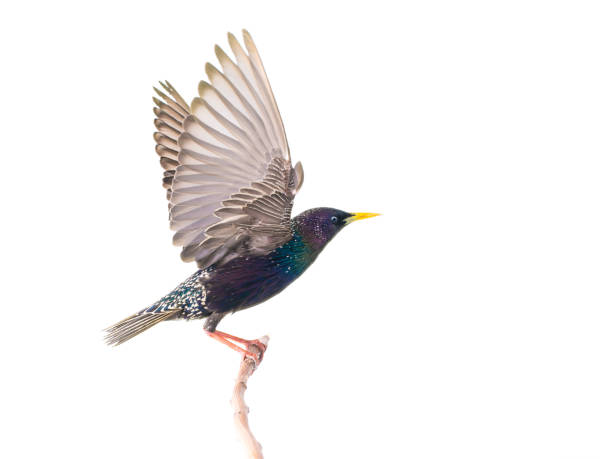 istock European starling (Sturnus vulgaris) in flight 1142889700