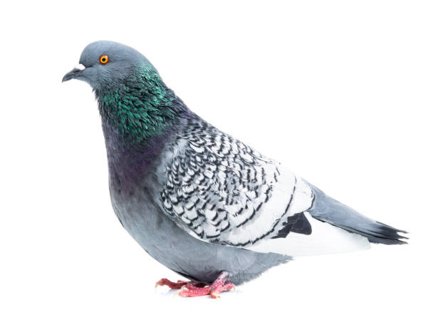 istock polish lynx dove isolated on white 1142889706