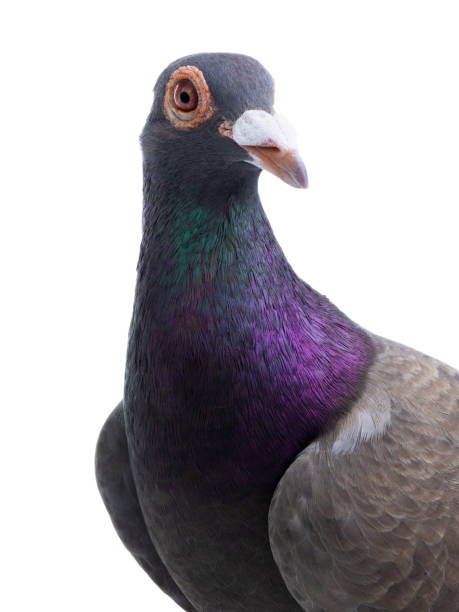 istock portrait pigeon dragon isolated on white 1142890244