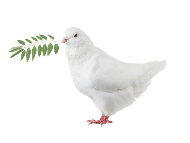 istock White dove with a palm branch on a white 1142890252