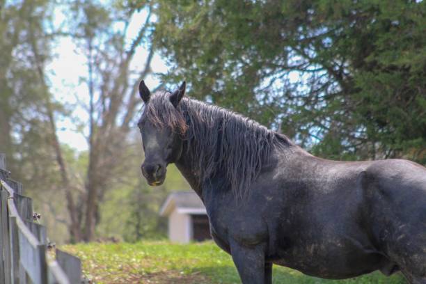 istock Portrait of old retired black stallion 1142890449