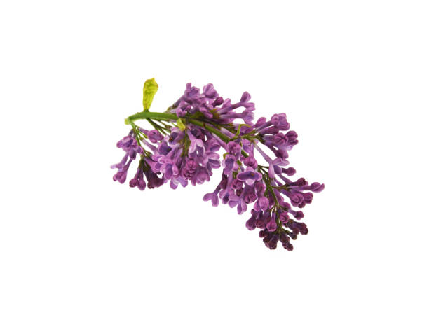 istock purple flowers 1142890523