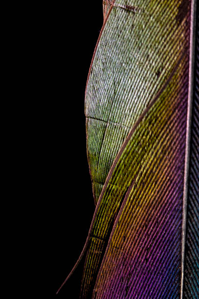 istock Macro Close Up Of Colourful Duck Feather on Black Background 1142890648