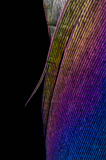 istock Macro Close Up Of Colourful Duck Feather on Black Background 1142890649