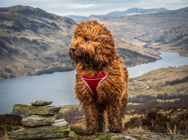 istock Cockapoo on summit of a Scottish Hill 1142890812