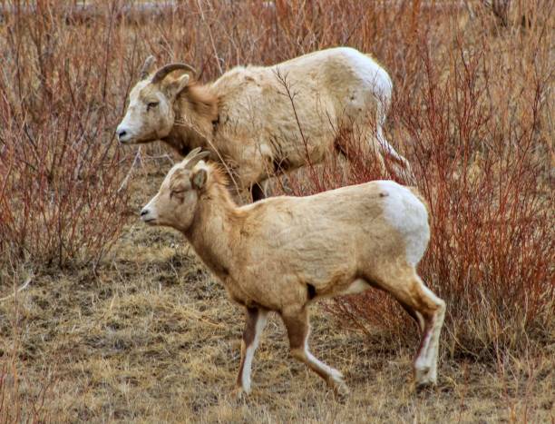 istock Bighorn Sheep Grazing 1142890817