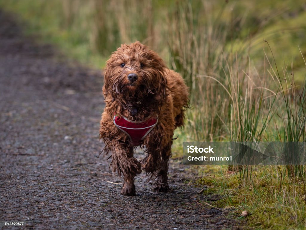 Cockapoo In Mud Cockapoo Running Down The Forest Track Stock Photo - Download Image Now ...