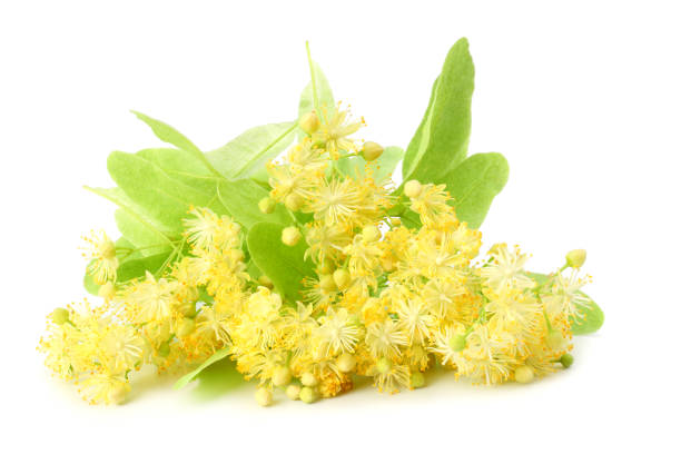 istock Linden flowers isolated on a white background 1142891133