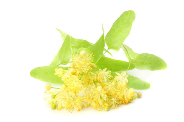 istock Linden flowers isolated on a white background 1142891140