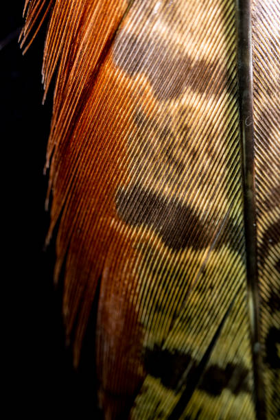 istock Macro Close Up Of Colourful Duck Feather on Black Background 1142892059