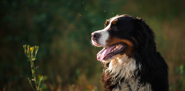 Side view at bernese mountain dog lying in the yellow field and looking at aside