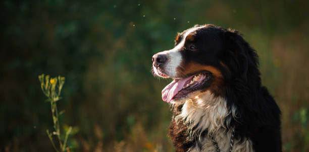 Bernese mountain dog in the yellow field Side view at bernese mountain dog lying in the yellow field and looking at aside huge black dog stock pictures, royalty-free photos & images