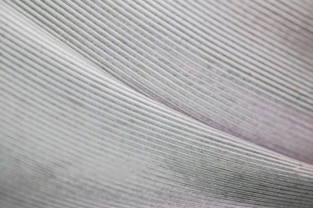 istock Macro Close Up Of White Feather on Black Background 1142893919