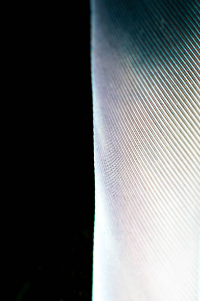 istock Macro Close Up Of White Feather on Black Background 1142894171
