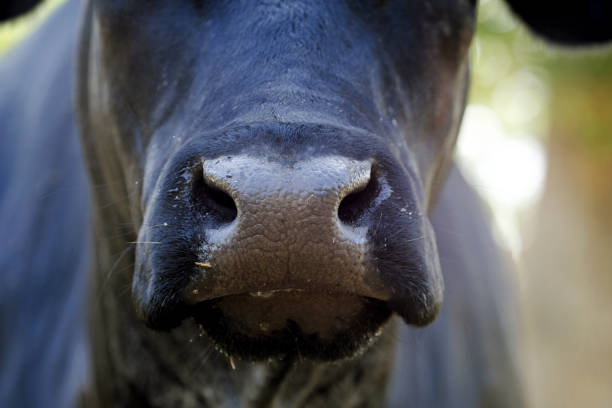 Agriculture beef industry concept shows black angus cow close up on farm.
