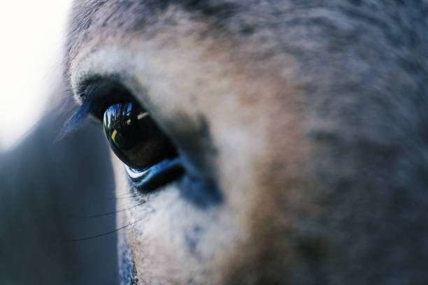 istock Mini donkey eye closeup 1142894850