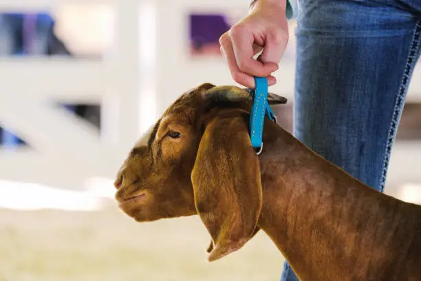 Goat show at county fair shows girl holding collar of animal in arena closeup.