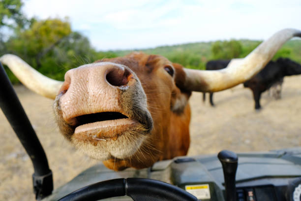 istock Texas Longhorn cow being funny 1142894905