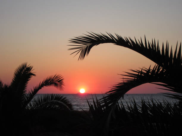 istock Palm trees in the sunset at the sea 1142895041