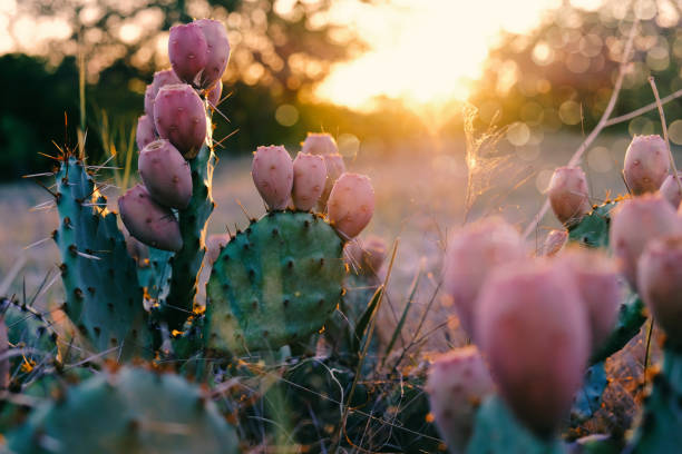 Prickly pear cactus at sunset Closeup of prickly pear cactus and tuna fruit in Texas landscape with sunset in background. nopal fruit stock pictures, royalty-free photos & images