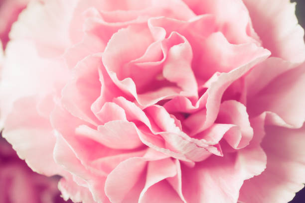 istock Beautiful pink carnation macro close-up. Beautiful soft blurred rose-coloredbackground. Gentle and romantic pink color image with a soft focus. 1142895257