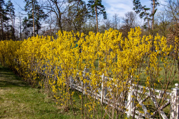 Large blooming forsythia bush blooming in the spring garden Close up Large blooming forsythia bush blooming in the spring garden forsythia garden stock pictures, royalty-free photos & images
