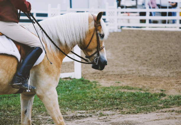 istock Haflinger horse and rider 1142895481