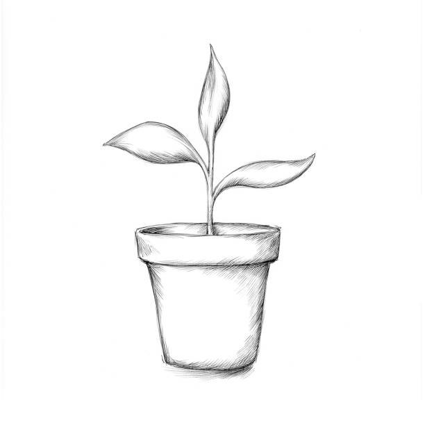 ilustrações de stock, clip art, desenhos animados e ícones de illustration of a young plant in the pot - junge