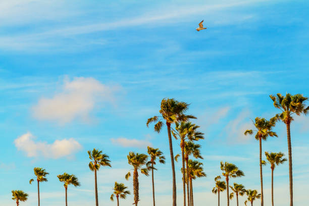 Palm Trees on a Breeze Day stock photo