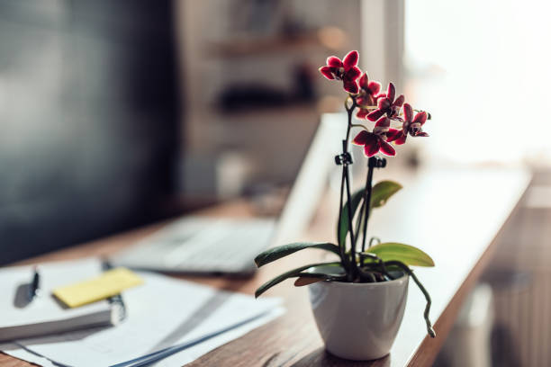 istock Small red orchid at office desk 1142896570