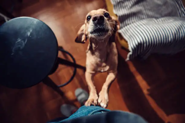 Small yellow dog standing on hind legs next to his owner and barking