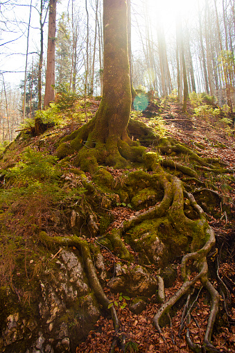 Root system of an old tree