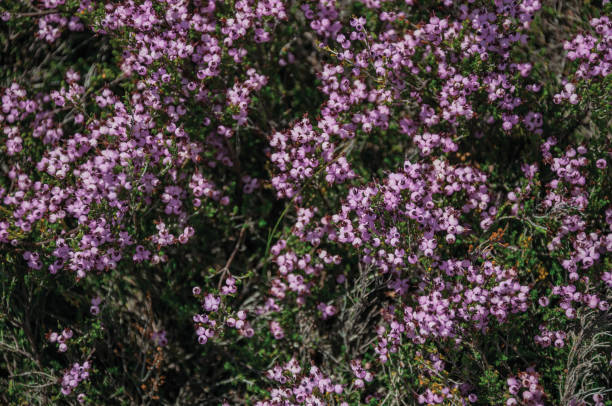 istock Colorful flowers over brushes and rocks 1142898678