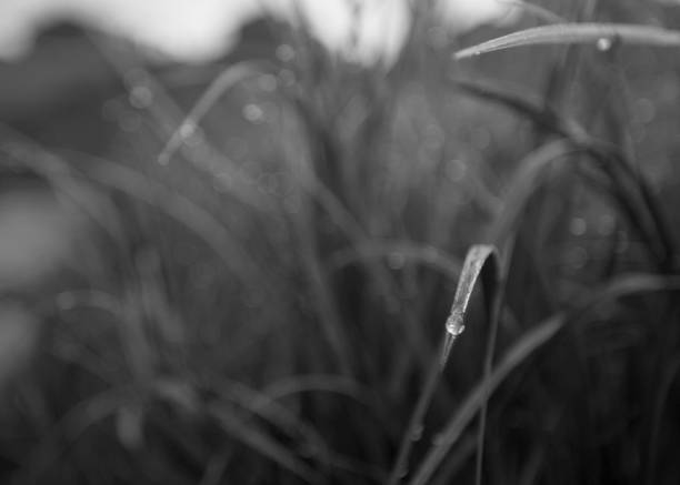 istock Summer morning landscape with dew on the grass 1142898682