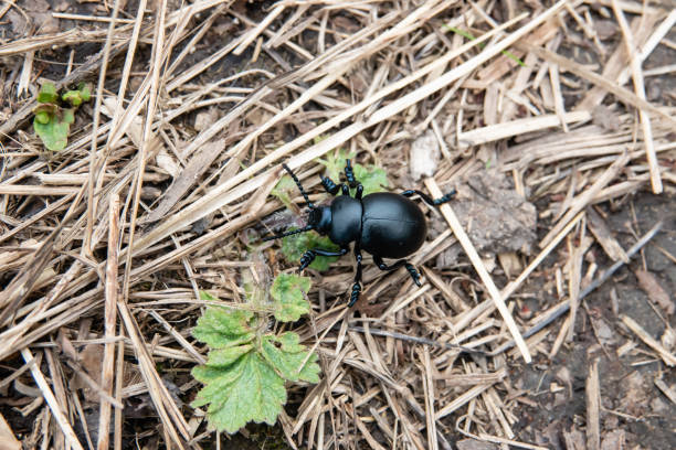 istock Bloody-Nosed Beetle in Springtime 1142898807