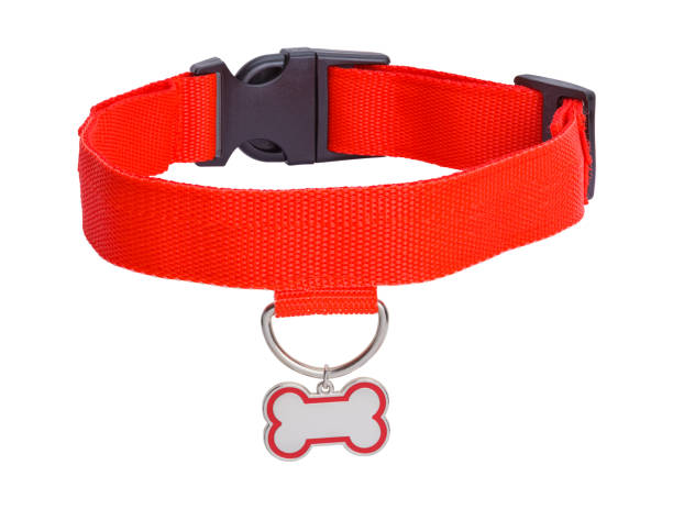 istock Red Dog Collar and Bone Tag 1142898892