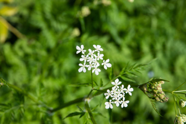 istock Cow Parsley Flowers in Bloom in Springtime 1142899093