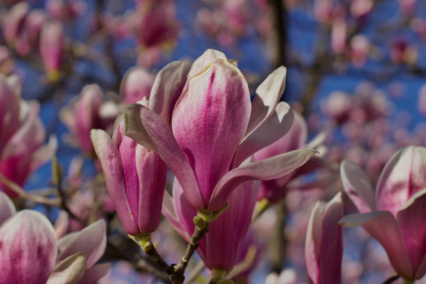 istock Magnolias blues 1142899325