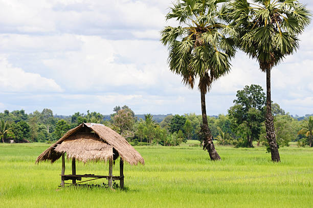 istock Hut in the rice field 114289966