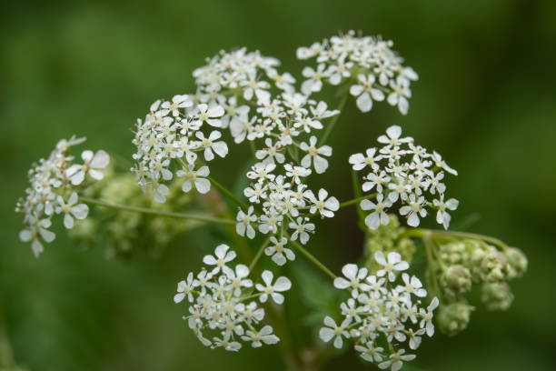 istock Cow Parsley Flowers in Bloom in Springtime 1142900239