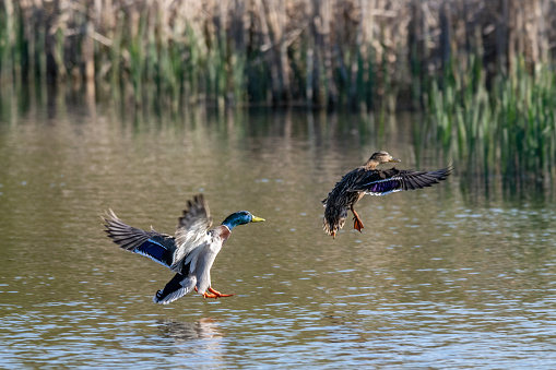 Male and female mallard duck coming into land on lake water
