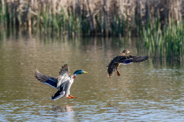 pato masculino e fêmea do mallard que vem na terra na água do lago - duck - fotografias e filmes do acervo