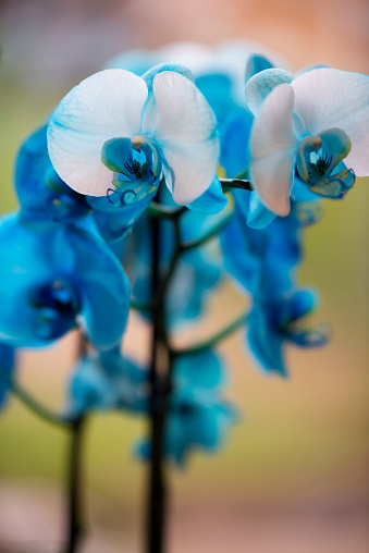 A Blue Moth Orchid closeup with blurring background.