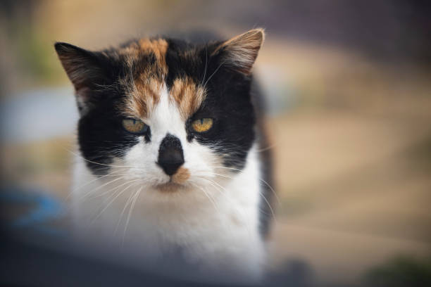 istock Cat with a golden eyes 1142902728