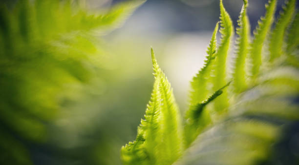 istock Blurred background with bokeh with fern leaves 1142903124