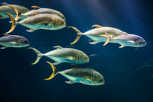 Cod fish floating in aquarium under water